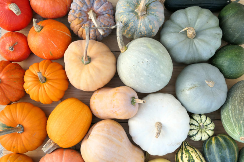 colorful seasonal pumpkins